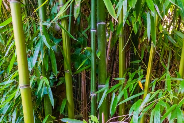Cost of Bamboo Trimming in Las Vegas