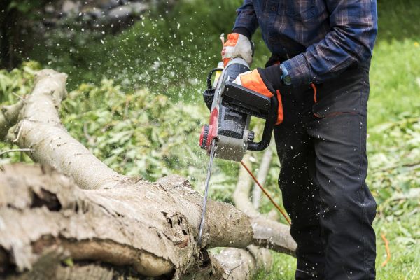 Cost of Branch Removal Service in Las Vegas