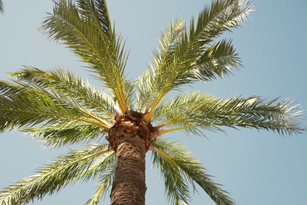 Palm Tree Pruning in Las Vegas