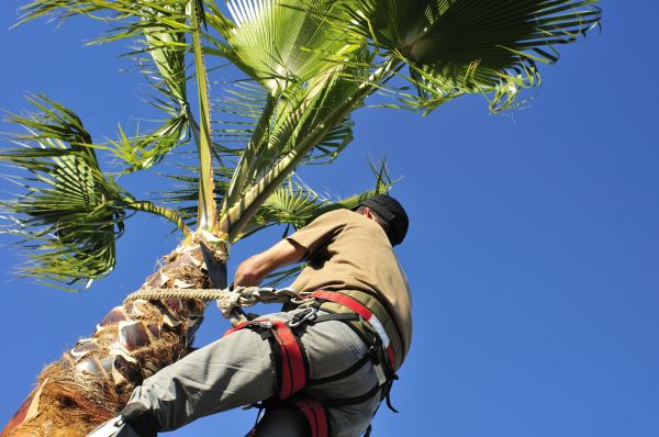 Palm Tree Trimming in Las Vegas