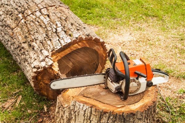 Tree Cutting Service in Las Vegas