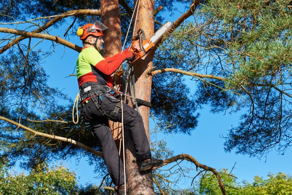 Tree Service in Las Vegas