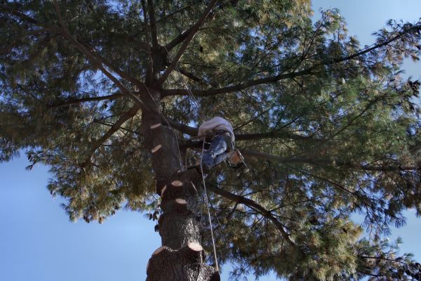 Cost of Trimming Service in Las Vegas
