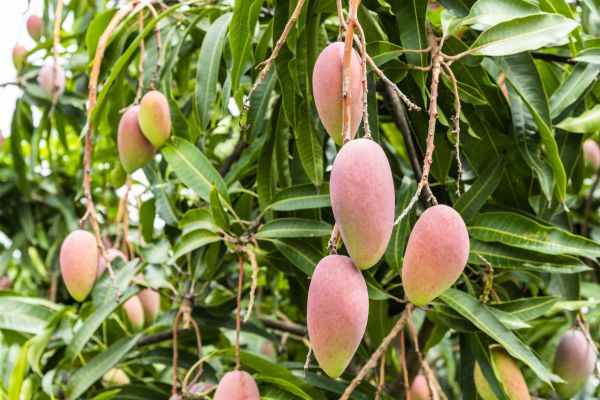 Cost of Mango Tree Trimming in Las Vegas