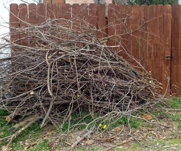 Cost of Dead Branch Removal in Las Vegas