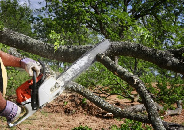 Cost of Tree Branch Cutting in Las Vegas