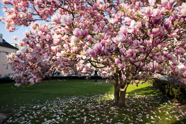 Cost of Ornamental Tree Pruning in Las Vegas