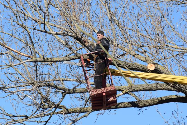 Cost of Emergency Tree Trimming in Las Vegas