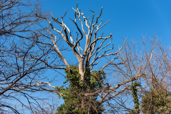 Cost of Deadwood Removal in Las Vegas
