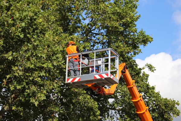 Commercial Tree Service in Las Vegas