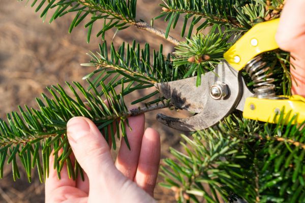 Pine Tree Pruning in Las Vegas