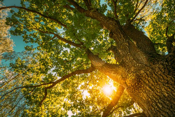 Oak Tree Pruning in Las Vegas