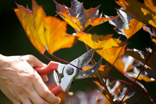 Maple Tree Pruning in Las Vegas