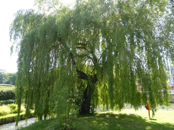 Cost of Willow Tree Trimming in Las Vegas