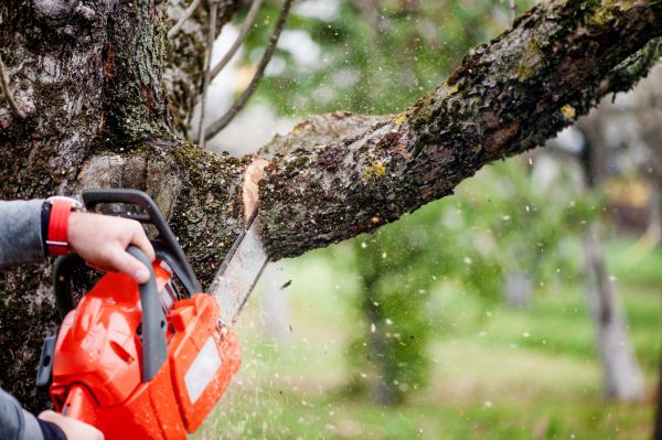 Tree Limbs Removal in Las Vegas