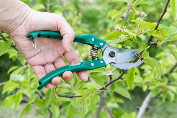 Pear Tree Pruning in Las Vegas
