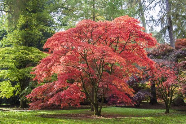 Japanese Maple Pruning in Las Vegas