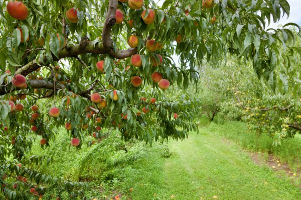 Peach Tree Pruning in Las Vegas