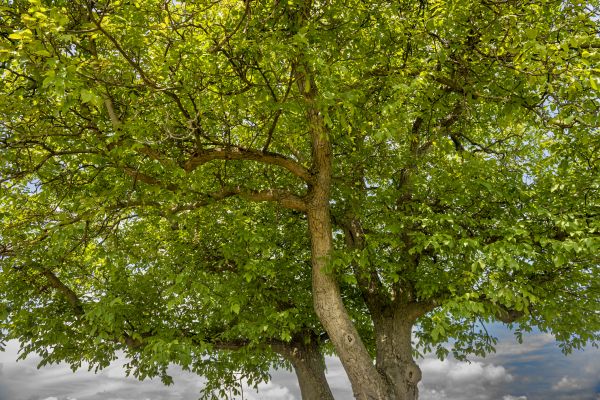 Cost of Walnut Tree Trimming in Las Vegas