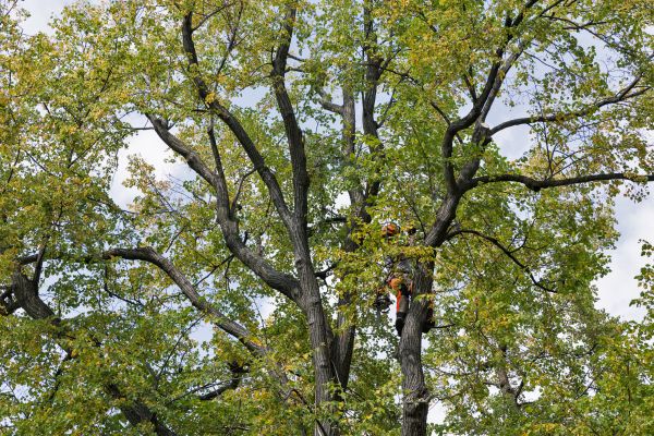 Cost of Tree Crown Shaping in Las Vegas