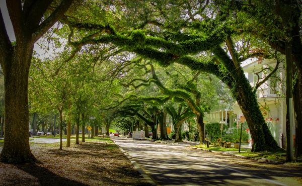 Cost of Tree Canopy Thinning in Las Vegas