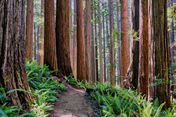 Cost of Redwood Tree Trimming in Las Vegas