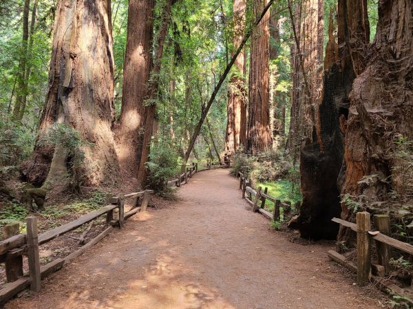 Cost of Redwood Tree Pruning in Las Vegas