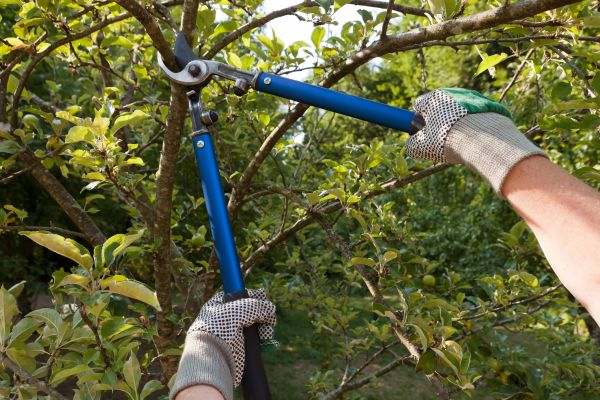 Cost of Residential Tree Pruning in Las Vegas
