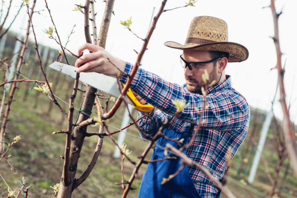Cost of Orchard Tree Pruning in Las Vegas