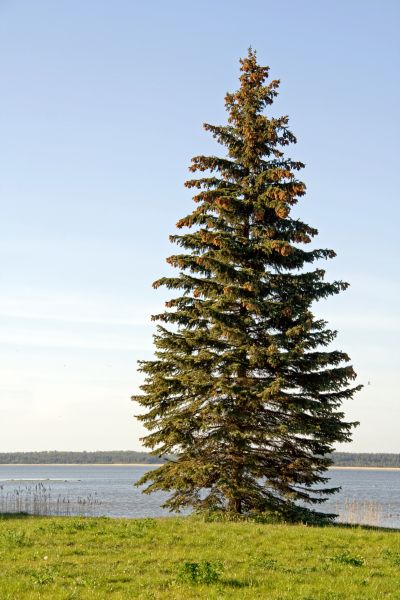Cost of Spruce Tree Pruning in Las Vegas