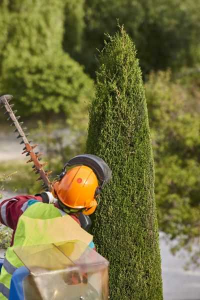 Cost of Cypress Tree Trimming in Las Vegas