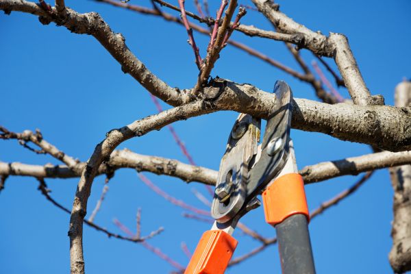 Peach Tree Trimming in Las Vegas