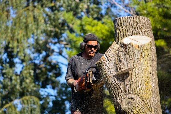 Cost of Ash Tree Pruning in Las Vegas