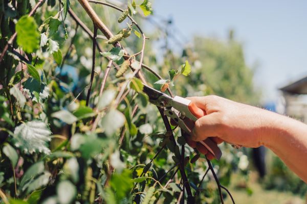 Cost of Birch Tree Pruning in Las Vegas