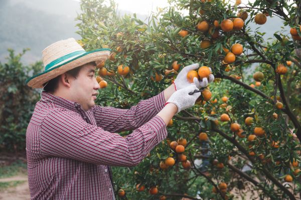 Cost of Orange Tree Pruning in Las Vegas