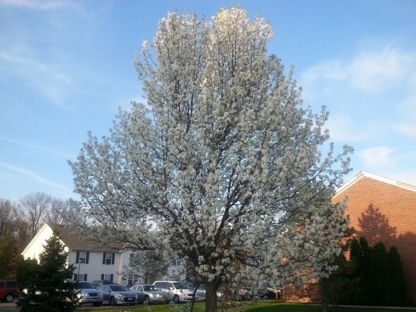 Cost of Bradford Pear Tree Pruning in Las Vegas