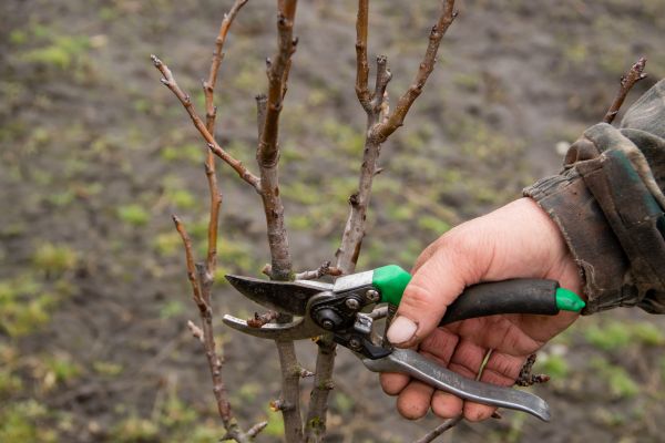 Pear Trees Pruning in Las Vegas