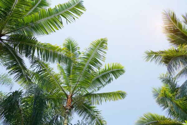 Cost of Queen Palm Tree Trimming in Las Vegas