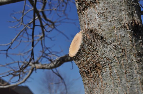 Cost of Limb Pruning in Las Vegas