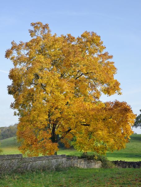 Cost of Hickory Tree Trimming in Las Vegas