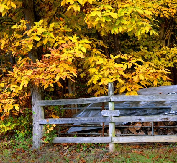 Cost of Hickory Tree Pruning in Las Vegas