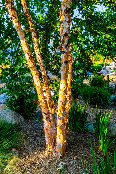 Cost of River Birch Trimming in Las Vegas