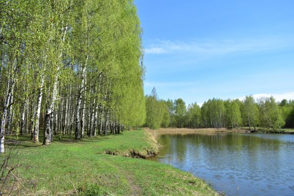 Cost of River Birch Pruning in Las Vegas
