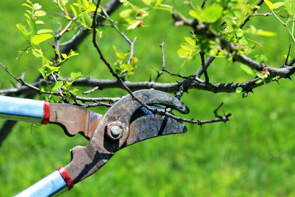 Cost of Branches Pruning in Las Vegas