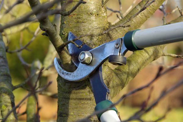 Cost of Tree Limb Trimming Service in Las Vegas