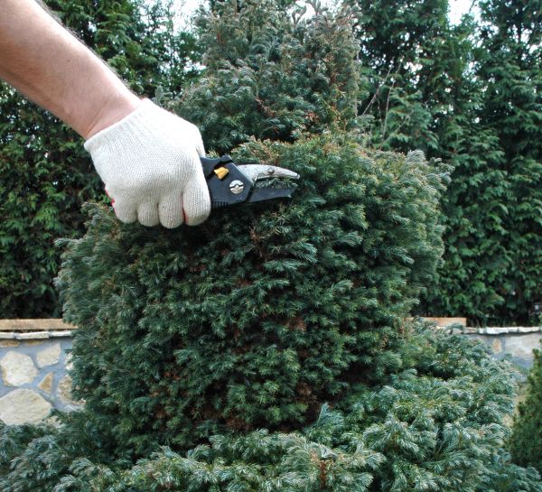 Cost of Ornamental Tree Trimming in Las Vegas