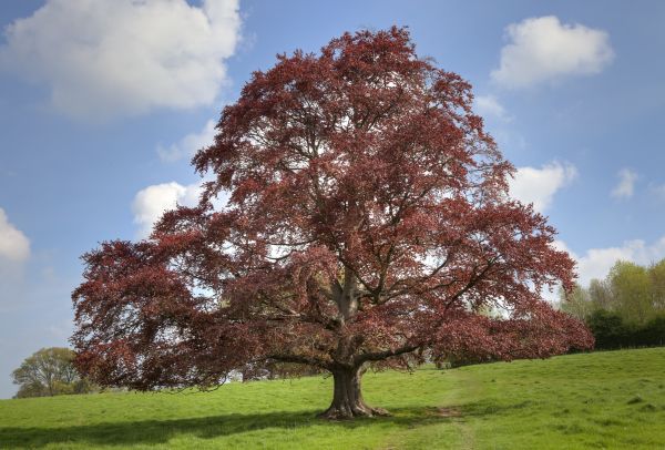 Cost of Beech Tree Pruning in Las Vegas