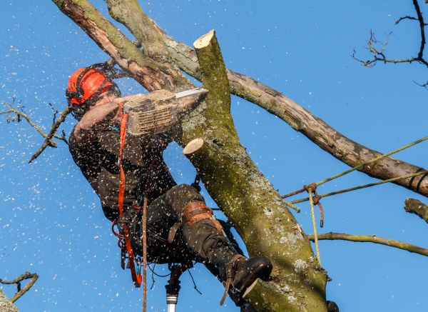Tree Trimming Service in Las Vegas