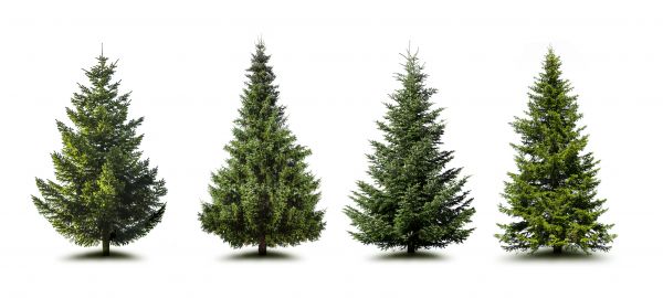 Cost of Pine Tree Trimming in Las Vegas