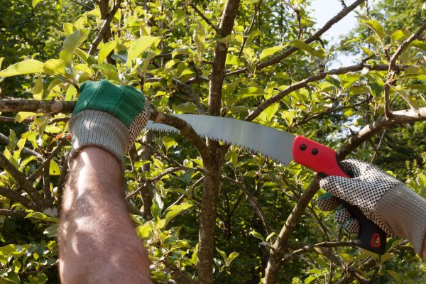Apple Tree Trimming in Las Vegas